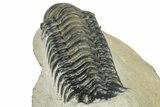 Detailed Crotalocephalina Trilobite - Atchana, Morocco #249769-4